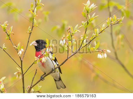 Rose-breasted Grosbeak Male closeup (Pheucticus ludovicianus) eating fresh buds of flowering trees in springtime