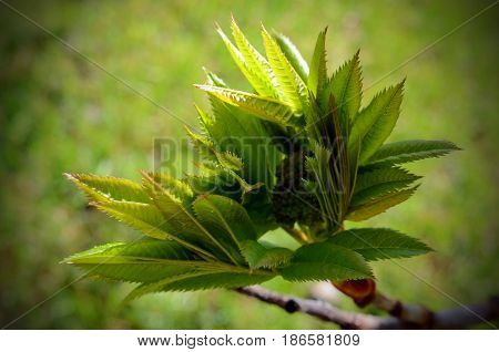 A close up image of young leaves sprouting on a Mountain Ash tree.
