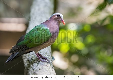 Image of bird (Common Emerald Dove) on nature background. Animals.
