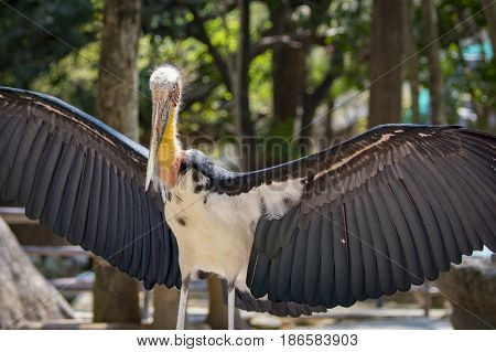 Image of a Lesser adjutant stork. wild animals.