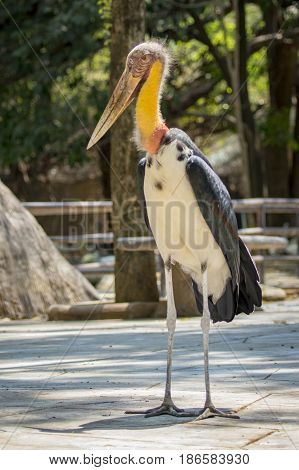 Image of a Lesser adjutant stork. wild animals.