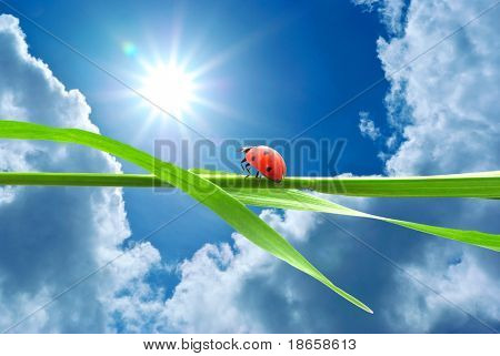 Marienkäfer suchen auf die Sonne. Konzeption.