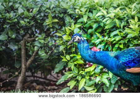 Peaflow Bird Photograph