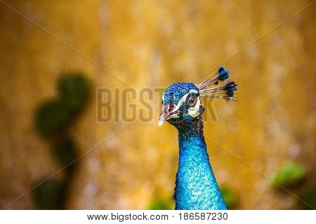 Peaflow Bird Photograph