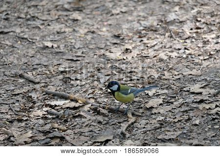 A titmouse found it - Tsaritsyno park - Moscow, Russia