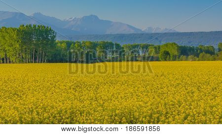 an explosion of yellow blooming of the rapeseed plant