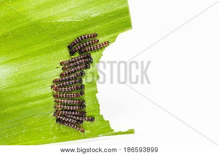 Black Caterpillar Of Common Duffer Butterfly ( Discophota Sondaica Boisduval )