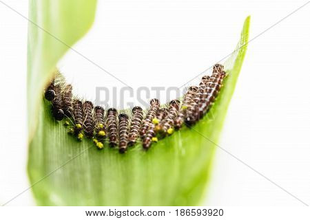 Black Caterpillar Of Common Duffer Butterfly ( Discophota Sondaica Boisduval )