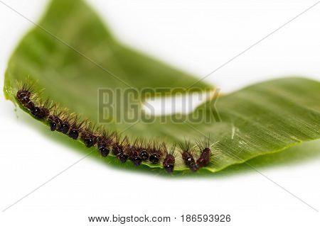 Black Caterpillar Of Common Duffer Butterfly ( Discophota Sondaica Boisduval )