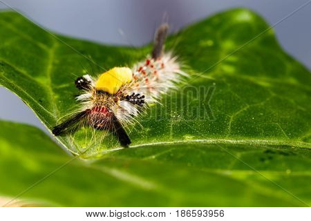 Brown Tussock Moth Olene Mendosa