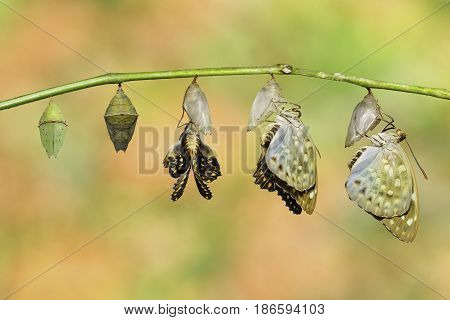Isolated Common Archduke Buttterfly Emerged From Chrysalis ( Lexias Pardalis Jadeitina )