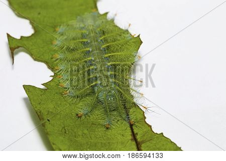 Caterpillar Of The Common Archduke Buttterfly  ( Lexias Pardalis Jadeitina ) On Leaf