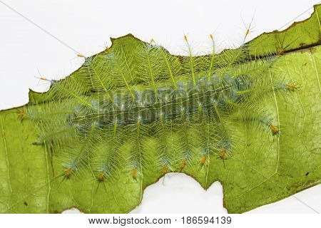 Caterpillar Of The Common Archduke Buttterfly  ( Lexias Pardalis Jadeitina ) On Leaf