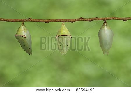Chrysalis Of Common Archduke Buttterfly ( Lexias Pardalis Jadeitina )