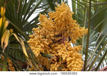 Flowers of a Chinese windmill palm (Trachycarpus fortune).