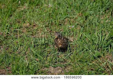 A thrush is waiting - Tsaritsyno park - Moscow, Russia