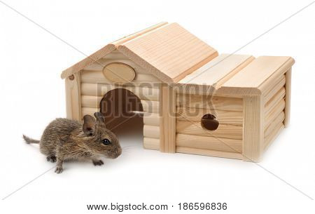 Degu beside small wooden pet house isolated on white