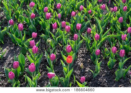 Colorful tulips - palace and park ensemble Tsaritsyno park - Moscow, Russia