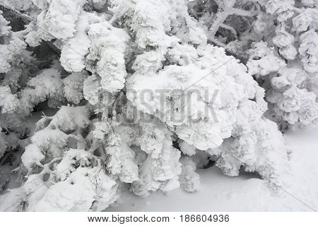 Pine needles covered in snow in January in Wasserkuppe, Germany