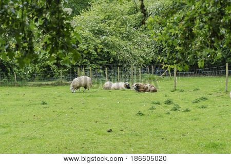 Bunratty Castle & Folk Park
