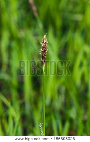 Blooming Black or common sedge Carex nigra close-up with bokeh background selective focus shallow DOF.