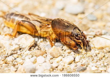 Walking fen cricket on stones in sunny day