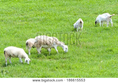 Sheep is grazed on a farm in the countryside, this animal is a beautiful fur that keeps warmth of the human body