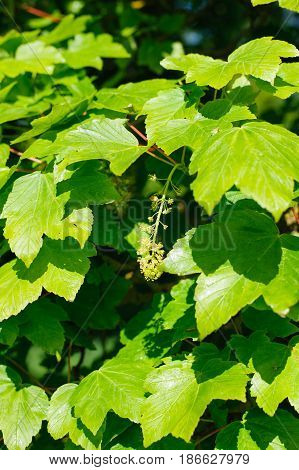 Acer pseudoplatanus sycamore maple foliage on sunny day