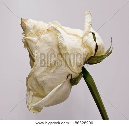 sluggish white rose close up. abstract photo