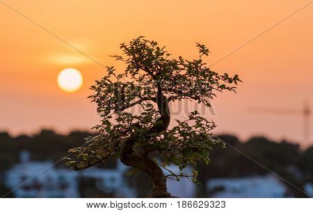 Typical bonsai tree under the sunset that conveys harmony and peace