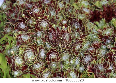 Sempervivum flower / Flowering sempervivum in macro shot
