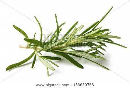 Rosemary branch isolated on a white background
