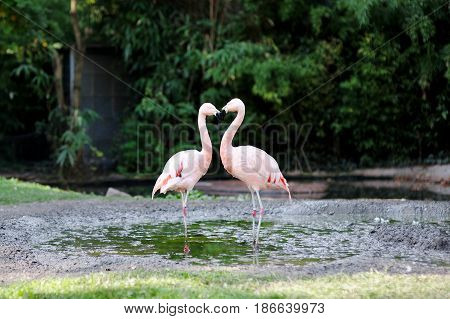 Beautiful pink flamingo bird in a pond