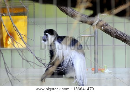 Colobus black and white monkey in Frankfurt zoo