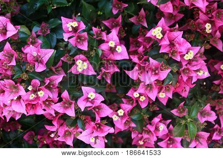 begonvil pink flowers on Kemer summer street wall
