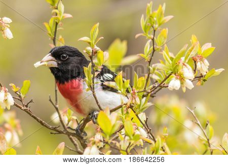 Rose-breasted Grosbeak Male closeup (Pheucticus ludovicianus) eating fresh buds of flowering trees in springtime