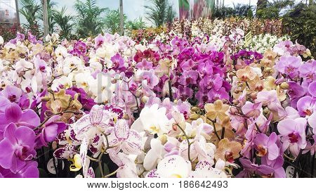 Colorful moth orchids in flower. Phalaenopsis orchids in greenhouse.
