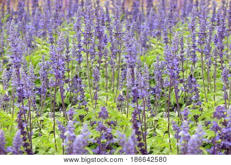 Lavender flowers background. Nature flower blooming in garden.