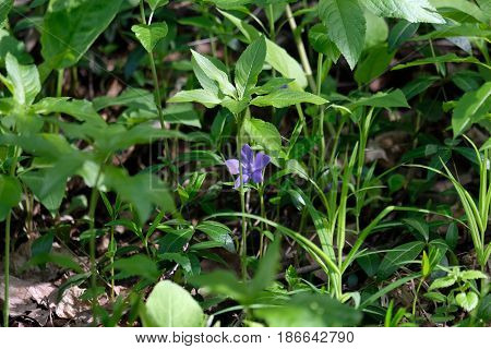 Wild violet flower somewhere in the forest of the Tsaritsyno park - Moscow, Russia