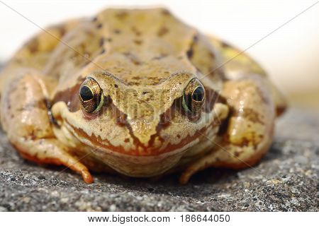 european common brown frog portrait animal standing on a rock ( Rama temporaria )