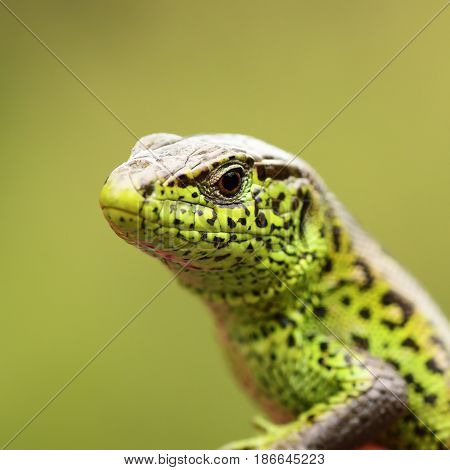 macro portrait of Lacerta agilis the european common sand lizard