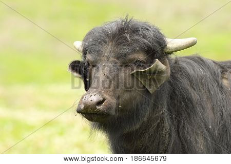 portrait of domestic buffalo over out of focus background ( V - water buffalo calf )