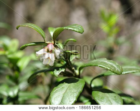 Flower Red Cranberry On A Wald Background