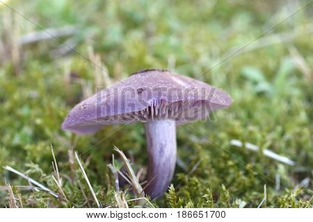 lepista nuda edible mushroom in the forest