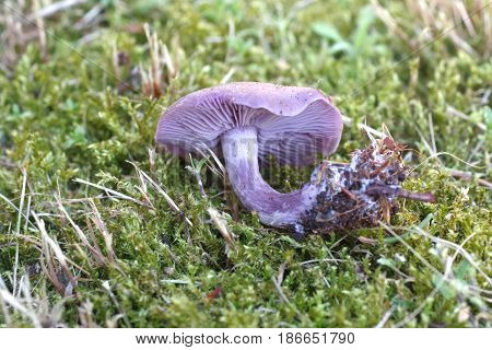 Lepista Nuda Edible Mushroom In The Forest