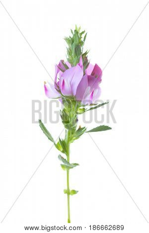 Pink flower isolated on white. Ononis arvensis