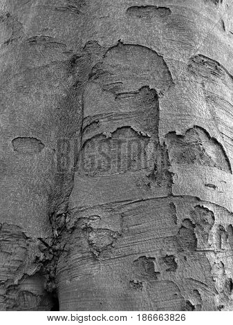 old beech bark with rough texture in grey