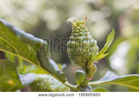 Morinda citrifolia fruit on tree. English common names are great morinda noni and cheese fruit.