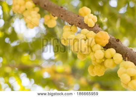 Star gooseberry fruit. Phyllanthus acidus known as the Otaheite gooseberry star damsel grosella karamay.