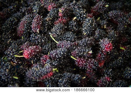 black Mulberry fruit on the branch. fresh organic mulberry fruit. black ripe and red unripe mulberries on the branch.